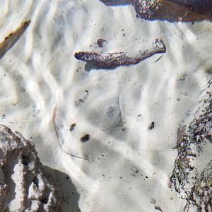 SeaQuest Woodbridge - Rays