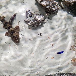 SeaQuest Woodbridge - Epaulette shark, white-spotted bamboo shark