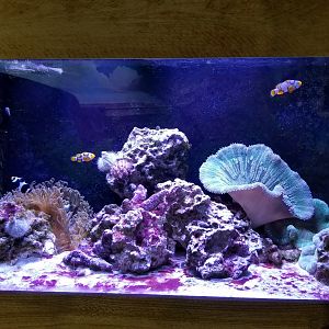 SeaQuest Woodbridge - Clownfish tank