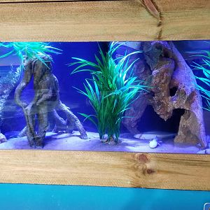 SeaQuest Woodbridge - Axolotl tank