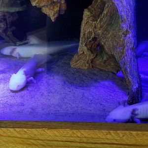 SeaQuest Woodbridge - Axolotl tank