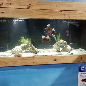 SeaQuest Woodbridge - Shark egg tank