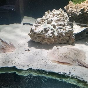 SeaQuest Woodbridge - ?? rays