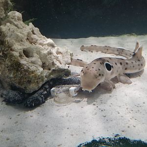 SeaQuest Woodbridge - Epaulette shark, ??