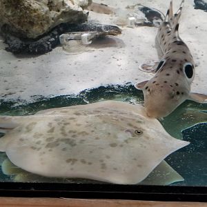 SeaQuest Woodbridge - Epaulette shark, ??