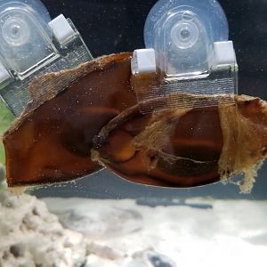 SeaQuest Woodbridge - Shark eggs