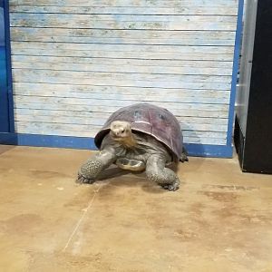 SeaQuest Woodbridge - The tortoise statue everywhere is required to have, for some reason