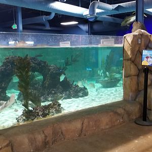 SeaQuest Woodbridge - Largest tank