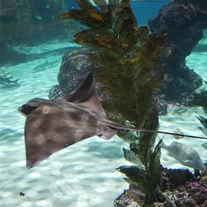 SeaQuest Woodbridge - Largest tank