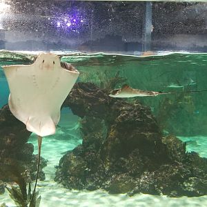 SeaQuest Woodbridge - Largest tank