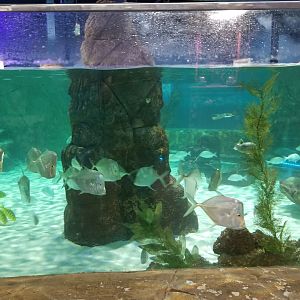 SeaQuest Woodbridge - Largest tank