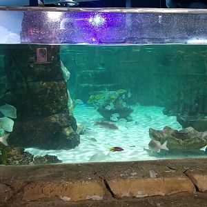 SeaQuest Woodbridge - Largest tank