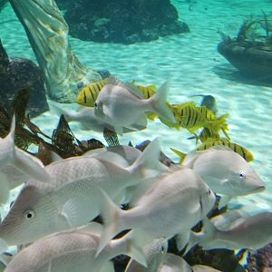 SeaQuest Woodbridge - Largest tank