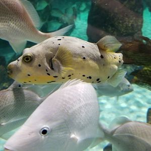 SeaQuest Woodbridge - Largest tank