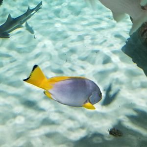 SeaQuest Woodbridge - Largest tank