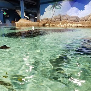 SeaQuest Woodbridge - Largest tank