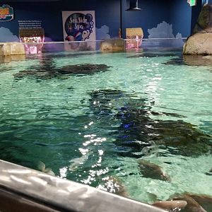 SeaQuest Woodbridge - Largest tank