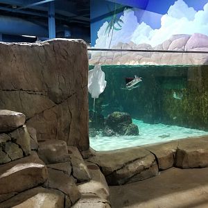SeaQuest Woodbridge - Largest tank