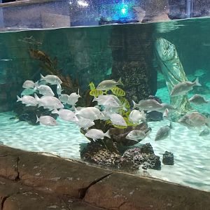 SeaQuest Woodbridge - Largest tank