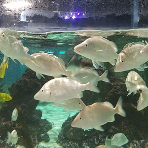 SeaQuest Woodbridge - Largest tank