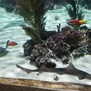 SeaQuest Woodbridge - Largest tank