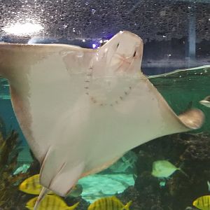 SeaQuest Woodbridge - Largest tank