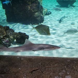 SeaQuest Woodbridge - Largest tank