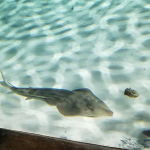 SeaQuest Woodbridge - Largest tank