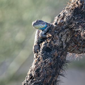 Desert Spiny Lizard