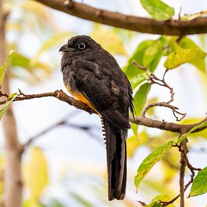 Green Backed Trogon female