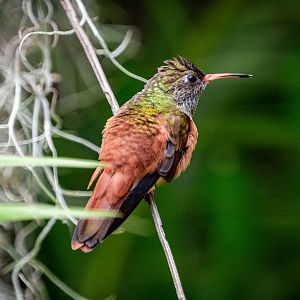 Amazalia Hummingbird