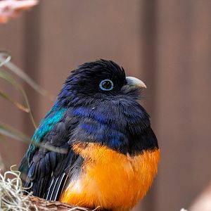 Green Backed Trogon male