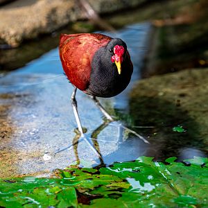 Wattled Jacana