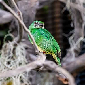 Swallow Tanager female