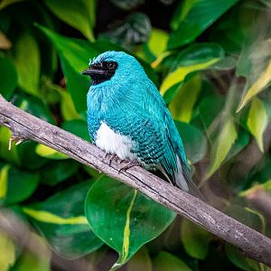Swallow Tanager male