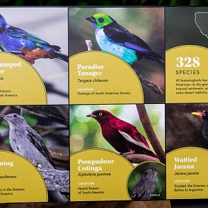 Hummingbird Habitat Species Signage