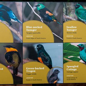 Hummingbird Habitat Species Signage