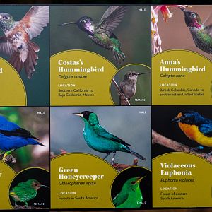 Hummingbird Habitat Species Signage