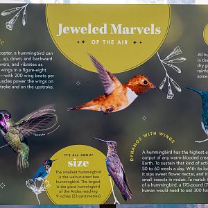 Hummingbird Habitat Jeweled Marvels signage