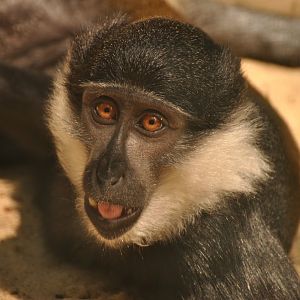 L'Hoest's monkey (Allochrocebus lhoesti)