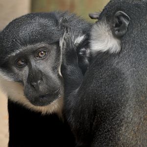 L'Hoest's monkey (Allochrocebus lhoesti)