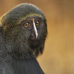 Hamlyn's monkey (Cercopithecus hamlyni)