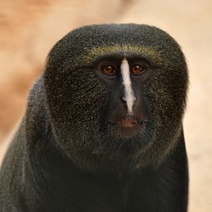 Hamlyn's monkey (Cercopithecus hamlyni)