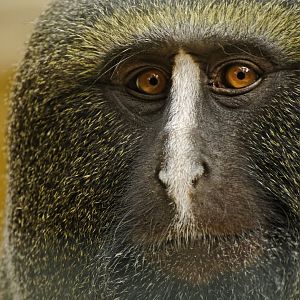 Hamlyn's monkey (Cercopithecus hamlyni)