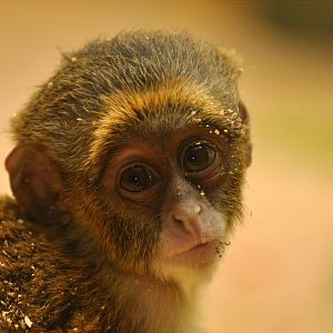 De Brazza's monkey (Cercopithecus neglectus)