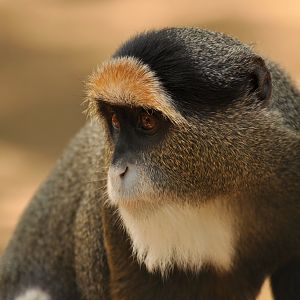 De Brazza's monkey (Cercopithecus neglectus)