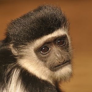 Mantled guereza (Colobus guereza)