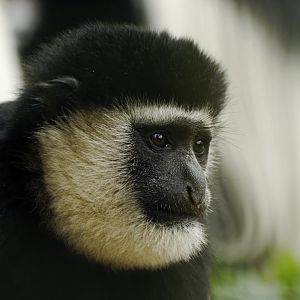 Mantled guereza (Colobus guereza)