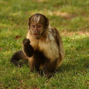 golden-bellied capuchin (Sapajus xanthosternos)
