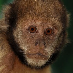 golden-bellied capuchin (Sapajus xanthosternos)